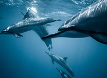 华体会体育官网-金牌含6克金500克银 米兰冬奥会奖牌价值飞涨